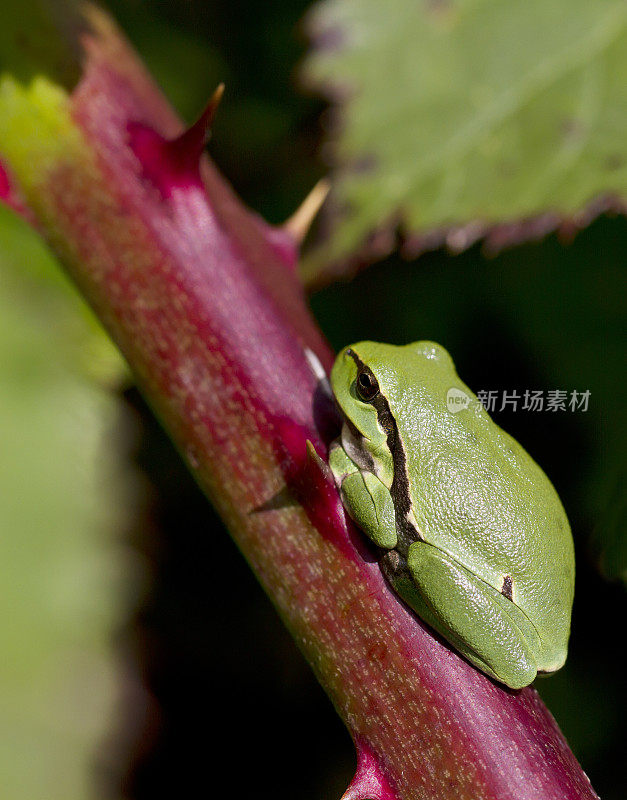 树蛙(Hyla arborea)